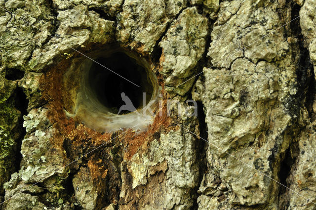 Zomereik (Quercus robur)