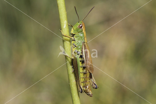 Zompsprinkhaan (Chorthippus montanus)