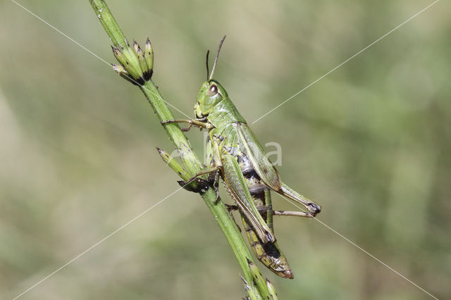 Zompsprinkhaan (Chorthippus montanus)