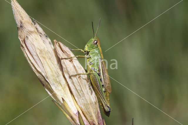 Zompsprinkhaan (Chorthippus montanus)