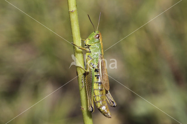 Zompsprinkhaan (Chorthippus montanus)