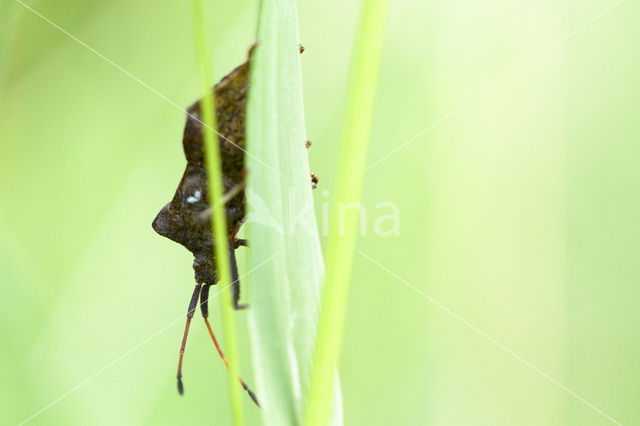 squashbug (Coreus marginatus)