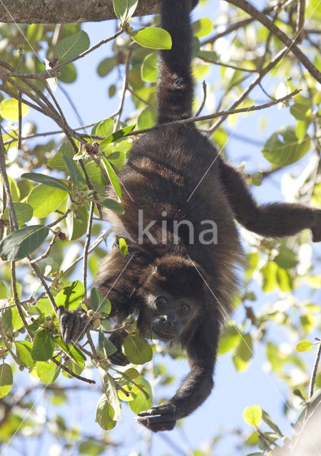 Black howler monkey (Alouatta caraya)