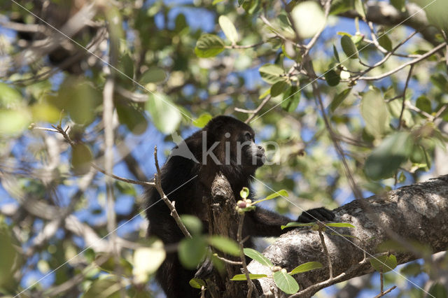 Zwarte brulaap (Alouatta caraya)