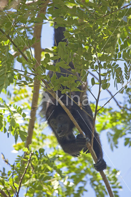 Black howler monkey (Alouatta caraya)