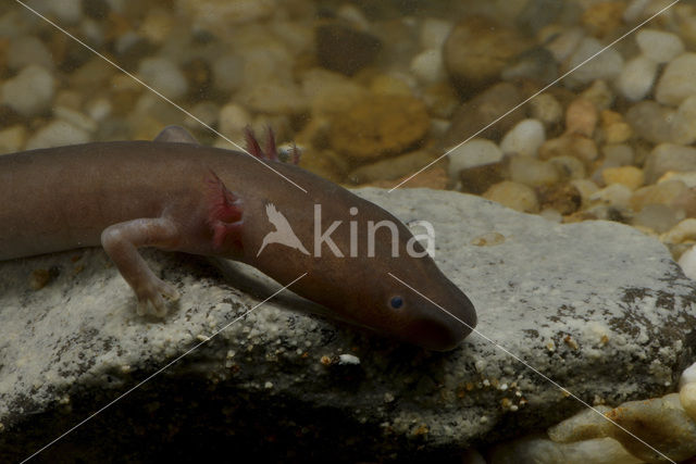 Zwarte grottenolm (Proteus anguinus parkelj)