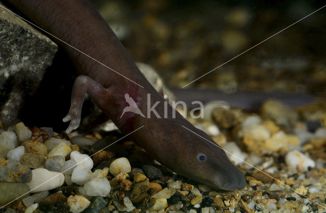 Zwarte grottenolm (Proteus anguinus parkelj)