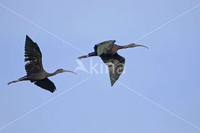 Glossy Ibis (Plegadis falcinellus)
