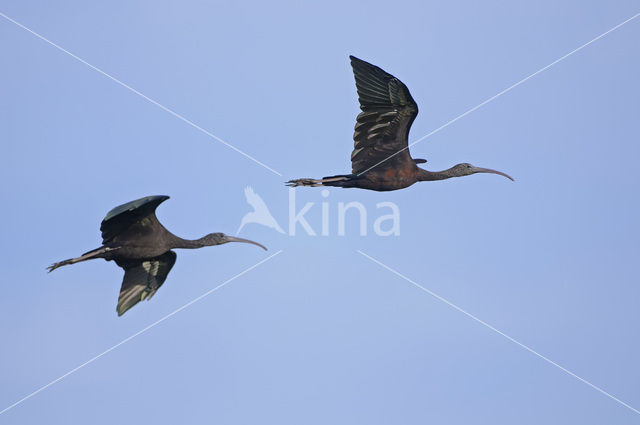 Zwarte Ibis (Plegadis falcinellus)