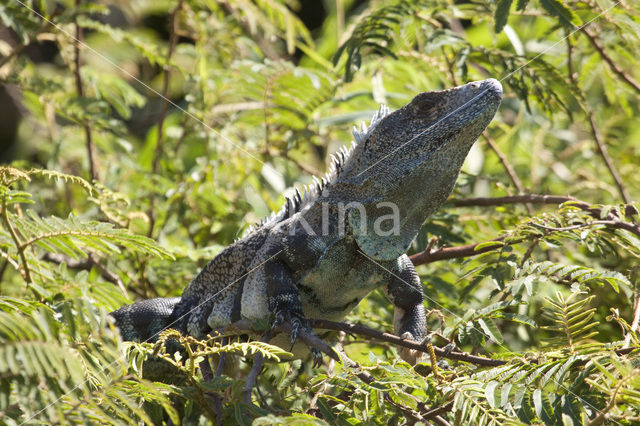 Zwarte leguaan (Ctenosaura similis )