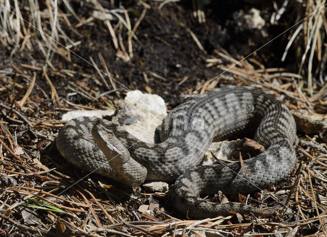 long-nosed viper (Vipera ammodytes)