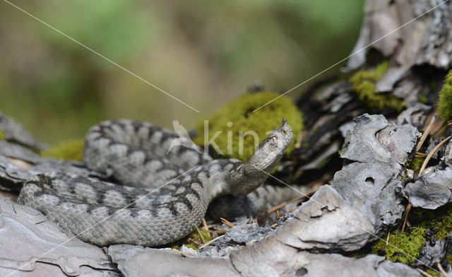 long-nosed viper (Vipera ammodytes)