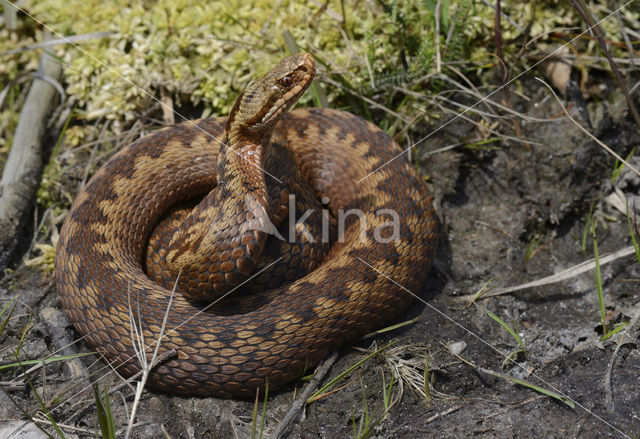 Adder (Vipera berus)