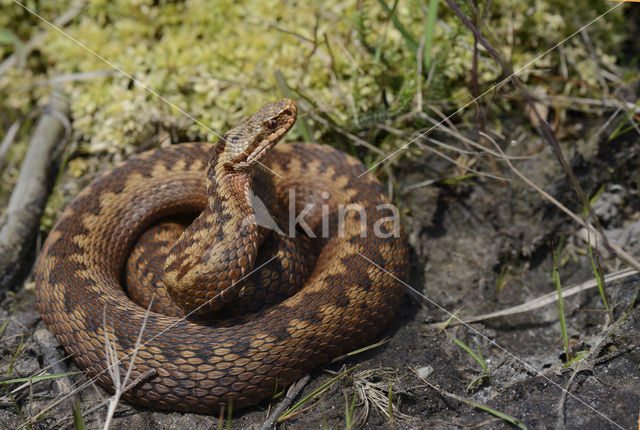 Common Viper (Vipera berus)