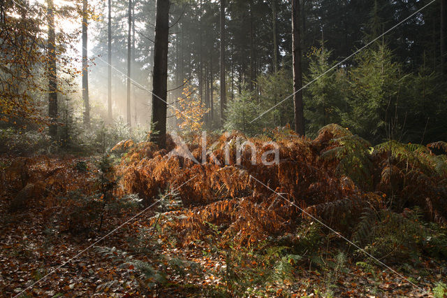 Western brackenfern (Pteridium aquilinum)