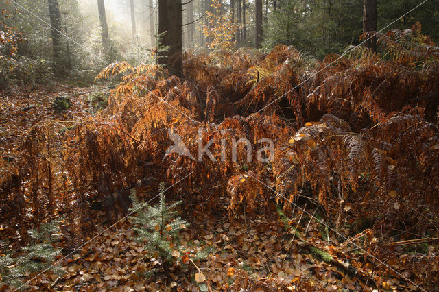 Western brackenfern (Pteridium aquilinum)