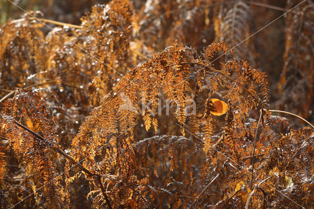 Western brackenfern (Pteridium aquilinum)