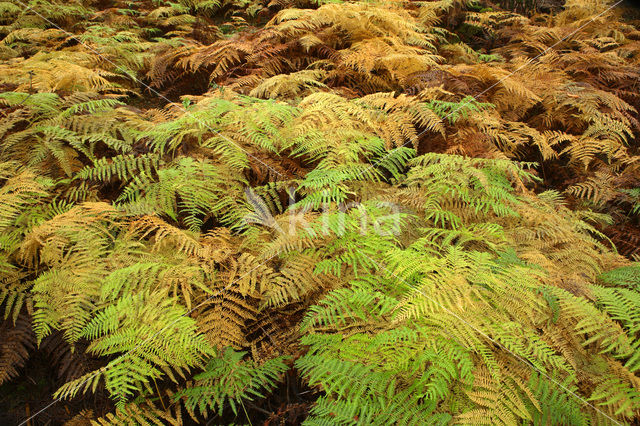 Western brackenfern (Pteridium aquilinum)