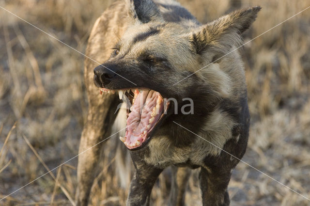 Afrikaanse Wilde hond (Lycaon pictus)