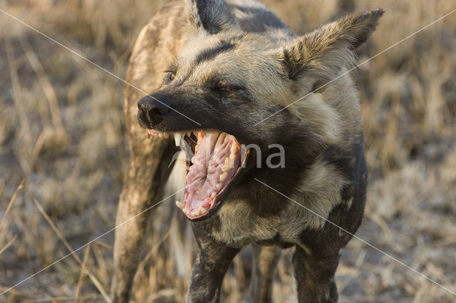 African wild dog (Lycaon pictus)