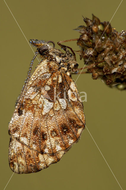 Violet Fritillary (Boloria dia)