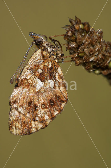 Violet Fritillary (Boloria dia)
