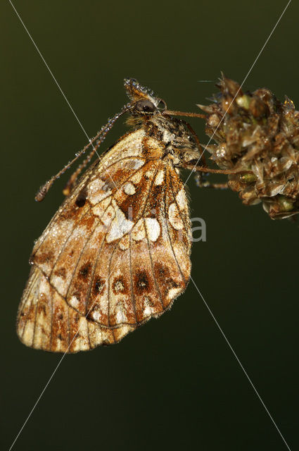 Violet Fritillary (Boloria dia)