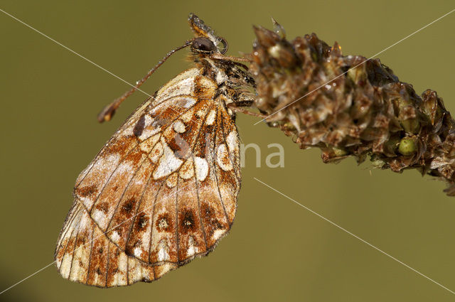 Akkerparelmoervlinder (Boloria dia)