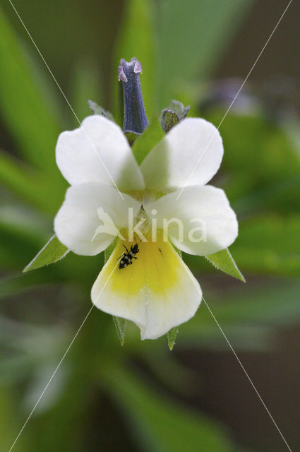 Akkerviooltje (Viola arvensis)