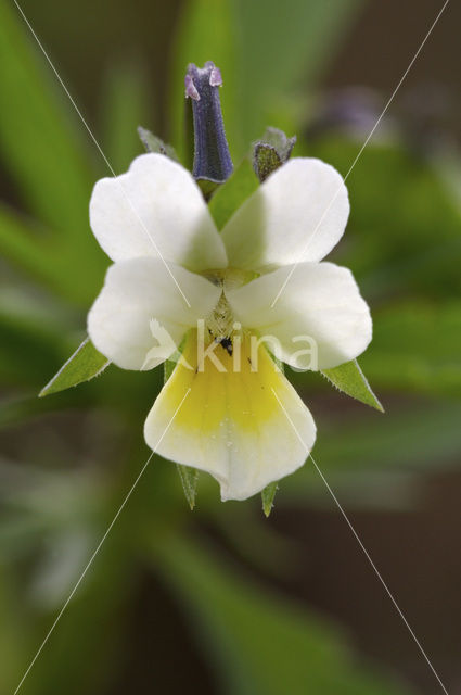 Field Pansy (Viola arvensis)