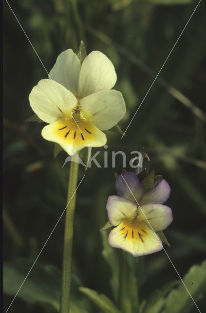 Field Pansy (Viola arvensis)