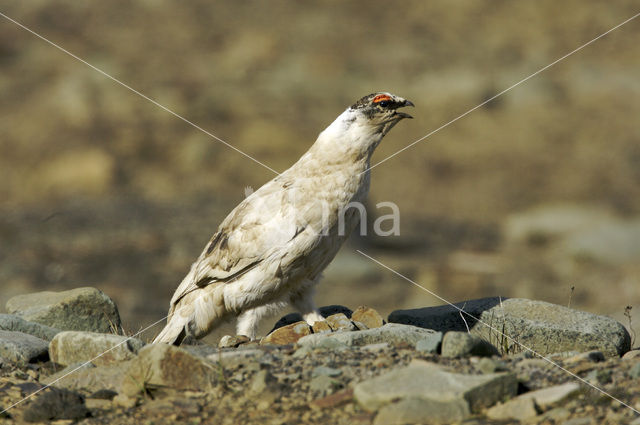 Rock Ptarmigan (Lagopus muta)