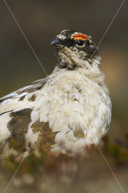 Alpensneeuwhoen (Lagopus muta)