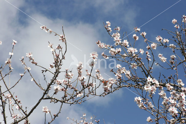 Almond (Prunus dulcis)