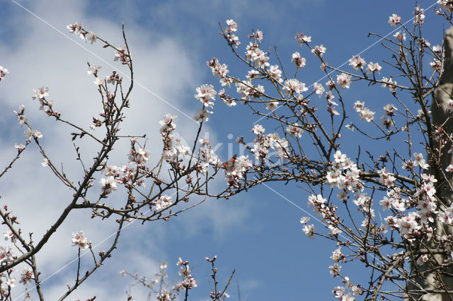 Almond (Prunus dulcis)