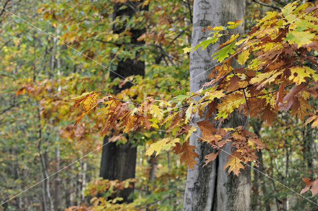 Red Oak (Quercus rubra)