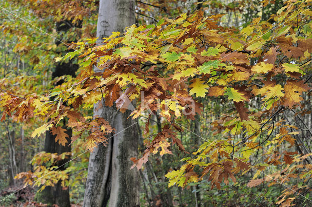 Red Oak (Quercus rubra)