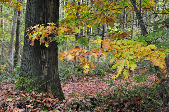 Red Oak (Quercus rubra)