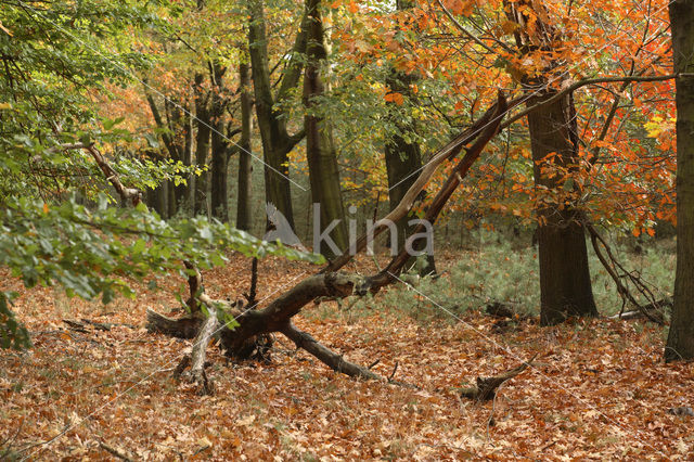 Amerikaanse eik (Quercus rubra)