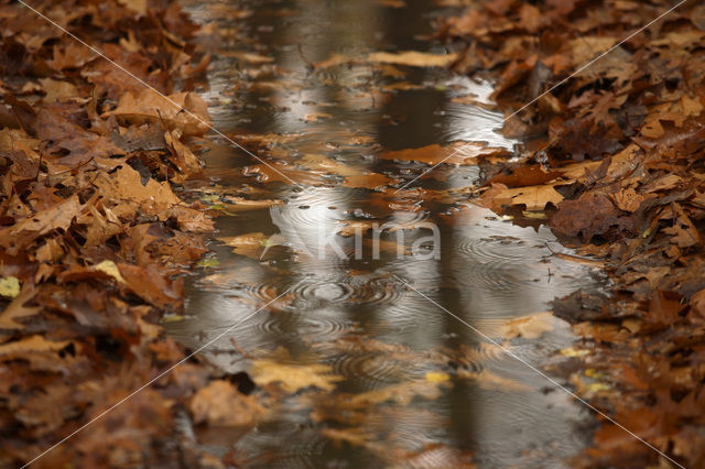 Red Oak (Quercus rubra)