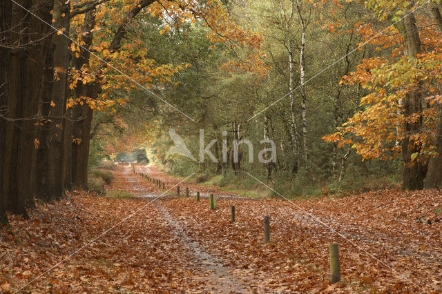Amerikaanse eik (Quercus rubra)