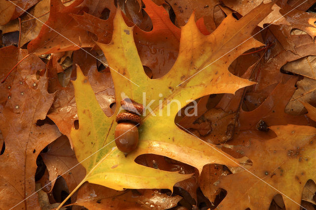 Red Oak (Quercus rubra)