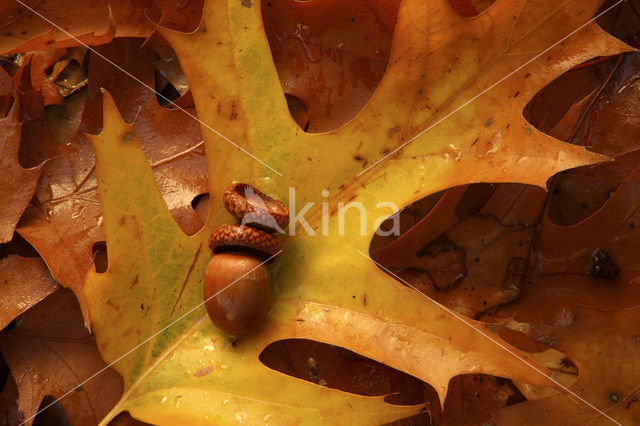 Red Oak (Quercus rubra)