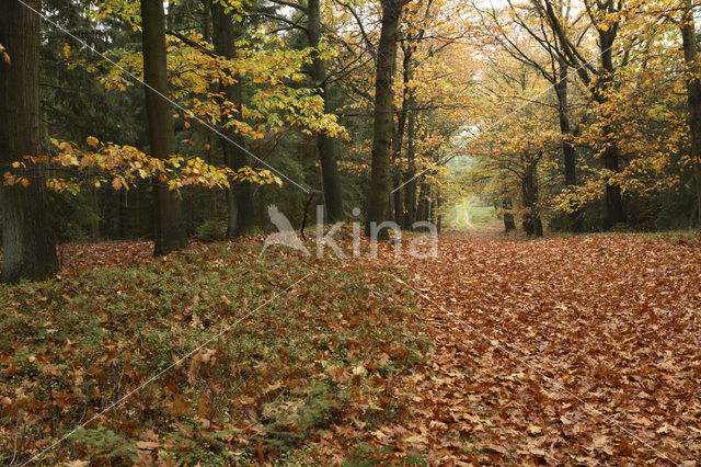 Red Oak (Quercus rubra)