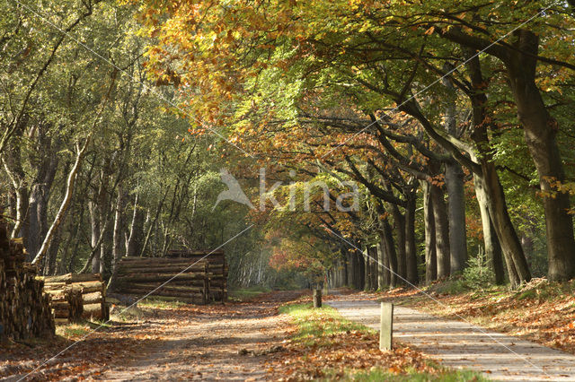 Amerikaanse eik (Quercus rubra)