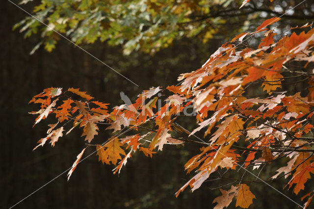 Red Oak (Quercus rubra)
