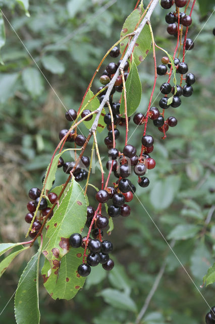 Amerikaanse vogelkers (Prunus serotina)