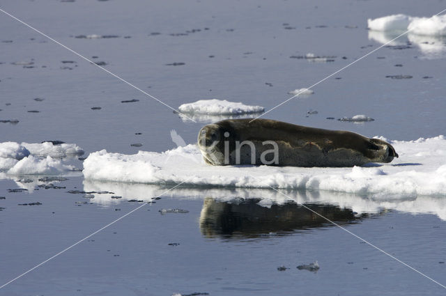 Bearded Seal (Erignathus barbatus)