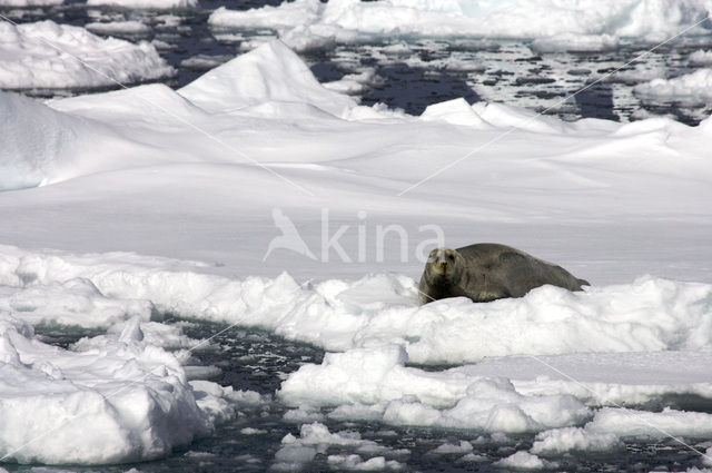 Bearded Seal (Erignathus barbatus)