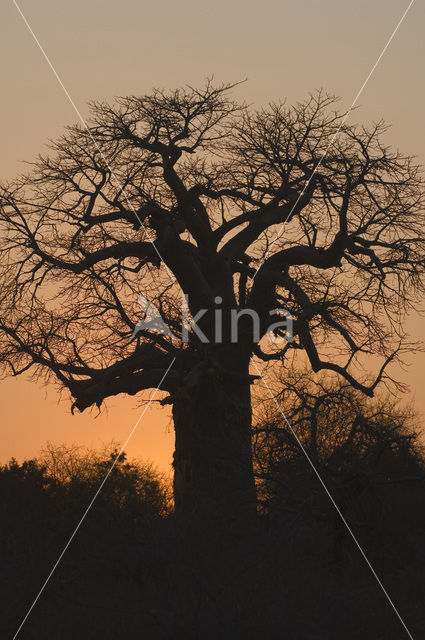 Baobab (Adansonia digitata)